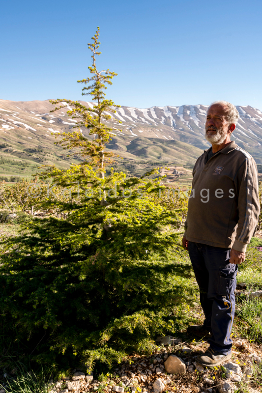 Al Arz;Kaleidos;Kaleidos images;Lebanon;Middle East;Near East;Tarek Charara;Youssef Tawk;Cedars;Cedars of Lebanon;Cedrus libani